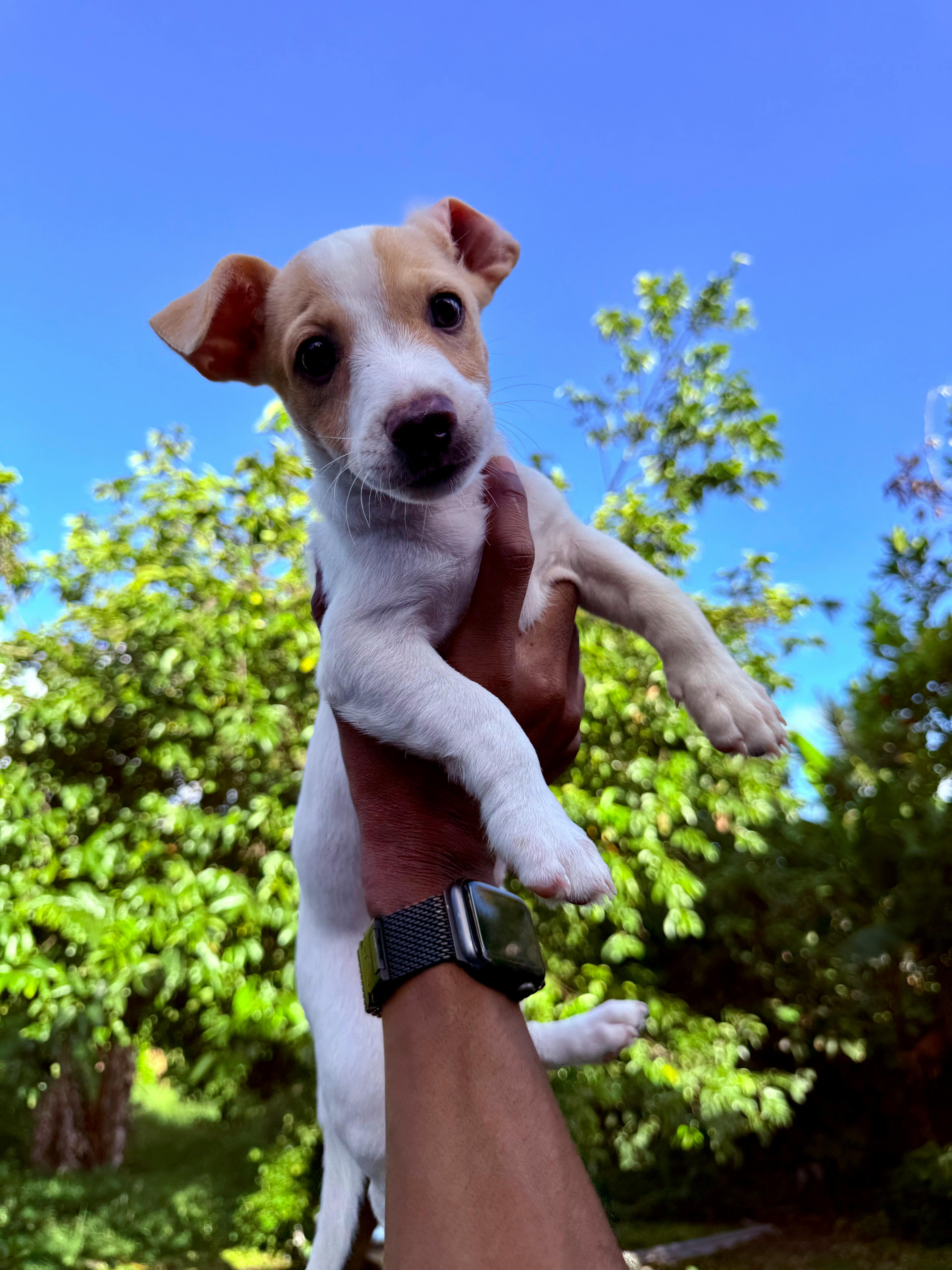 A puppy being held up against a sunny garden backdrop